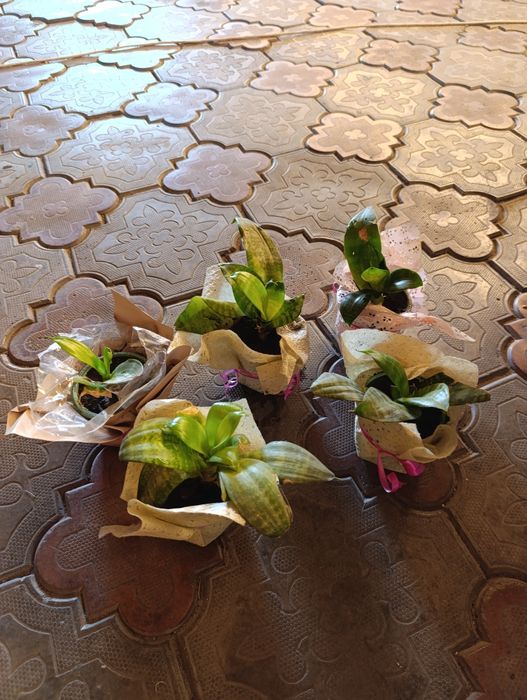 Цветы щучий хвост