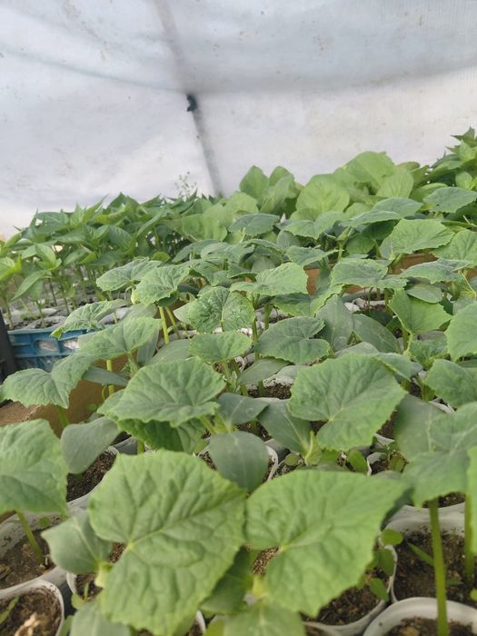 Продам  рассаду 1500