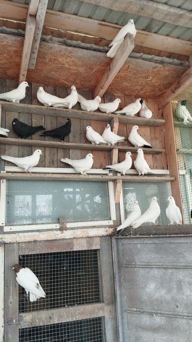 Продам голубей бокинцы