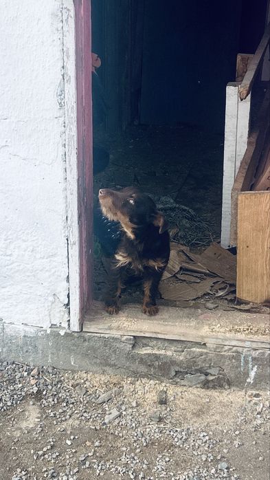 Ягдтерьер яктерьер