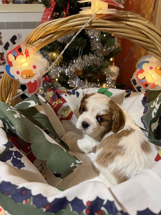 Кавалер Кинг Чарлз Шпаньол