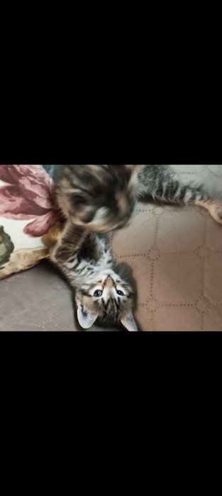 Котета си търсят дом