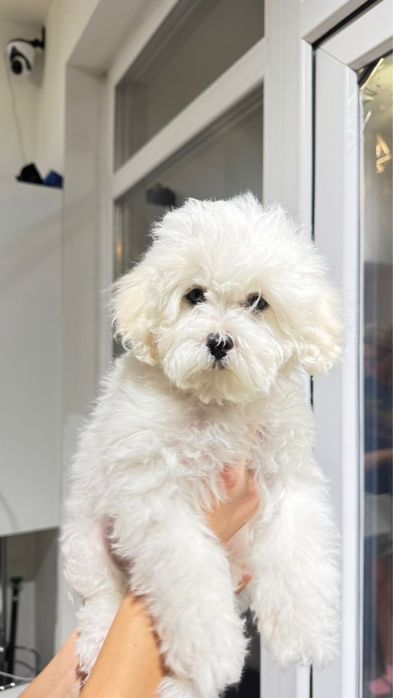 СРОЧНО ! Продаем милых  щенкоа Мальтипу