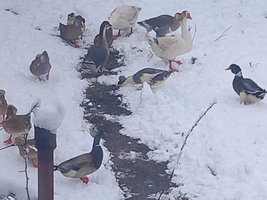 Gaste romanesti de vanzare