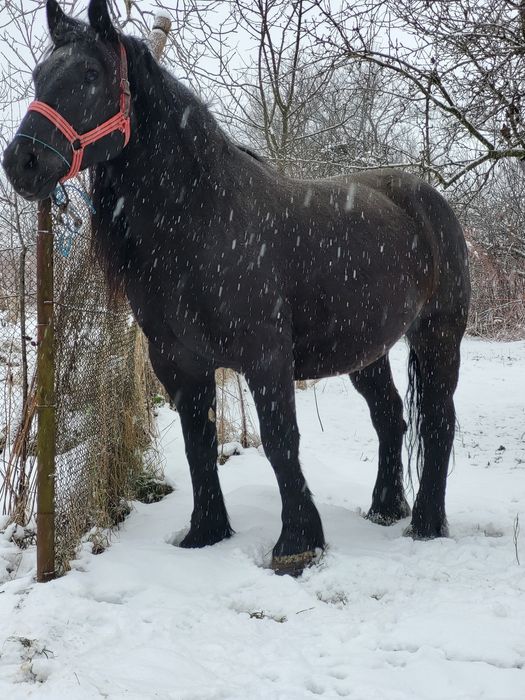 Iapa 5 ani gestanta in 8 luni