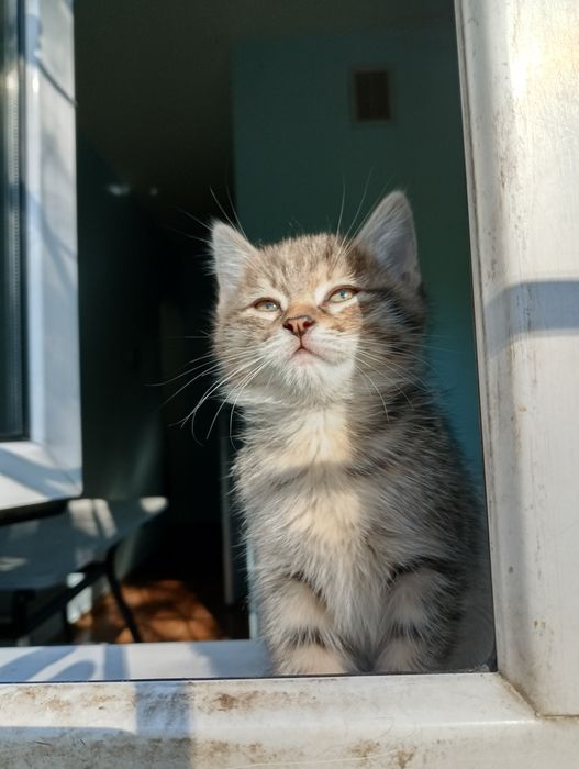 Котёнок девочка продам.