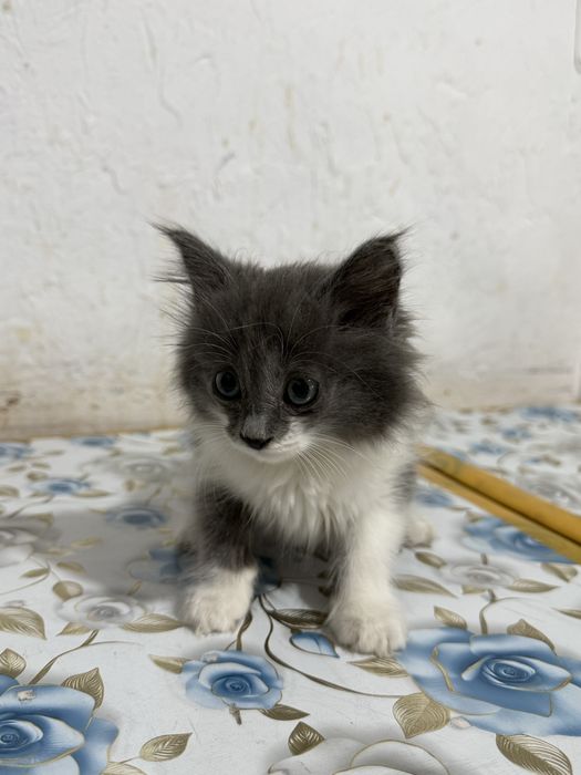 Отдам котят в добрые руки