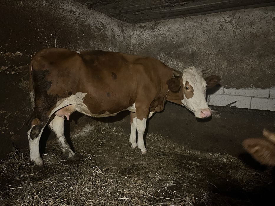 Vand vaca si juninca gestanta