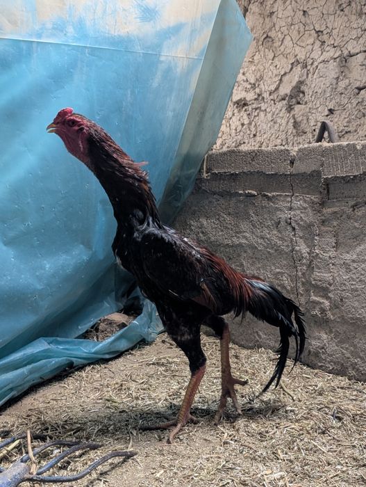 Dakan xoroz tuxumlari