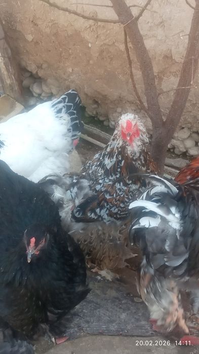 Продаются яйца курей породы  брама