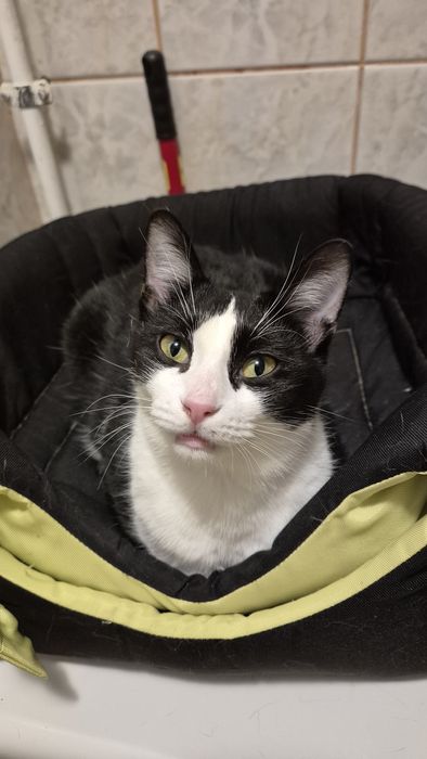 Kiki si Pirata pisicile