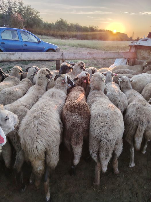 Vând oi și miei pentru