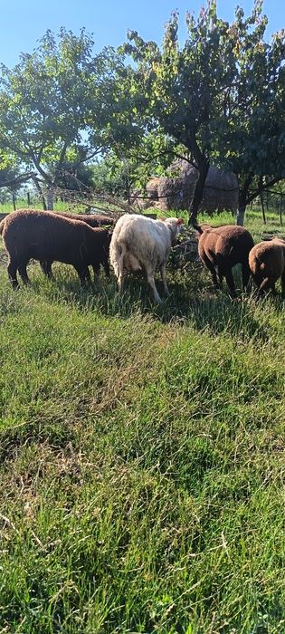 Mieluțe și berbecuți texel