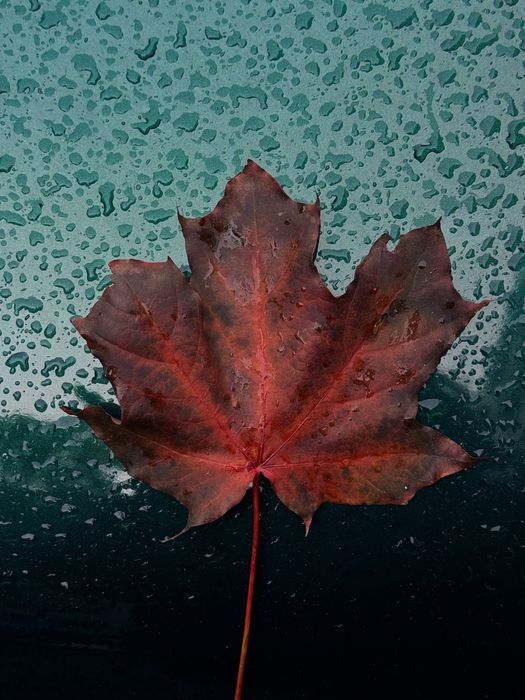 Мобилограф/фотограф