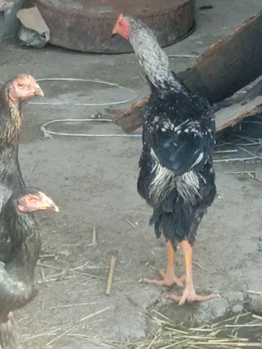 Птицы породы дакан