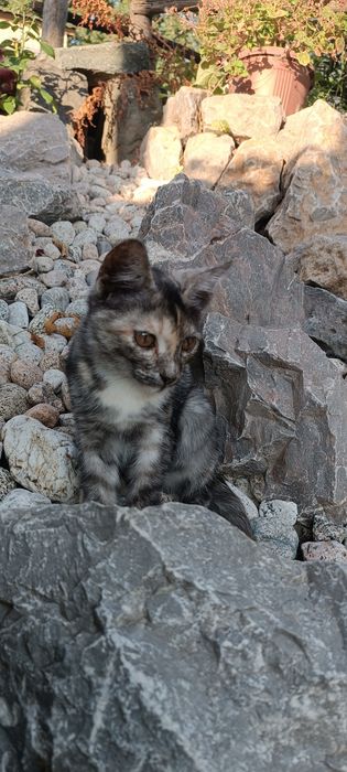 Котёнок девочка.