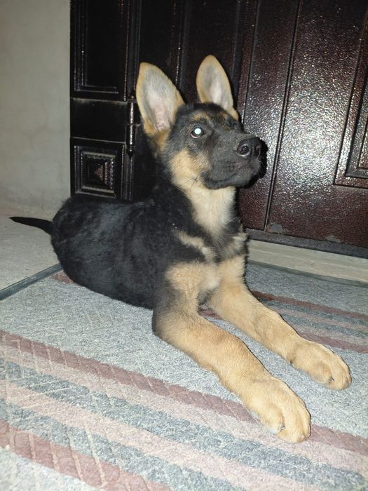 Авчарка 2 айлык 50000 тг