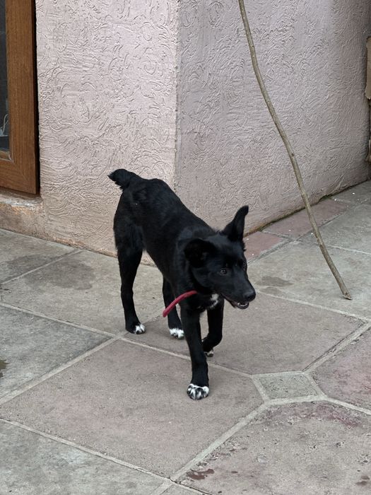 Щенок девочка. Стерильная. Ищет семью