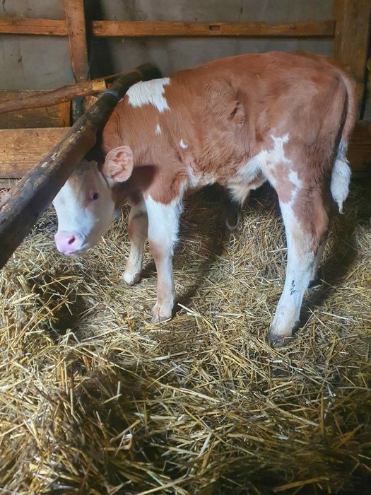 Vând Vacă Belgiană Roșie talie mare  (22 -25 L lapte)garantat cu proba de muls + Vițel de 5 săptămâni ,