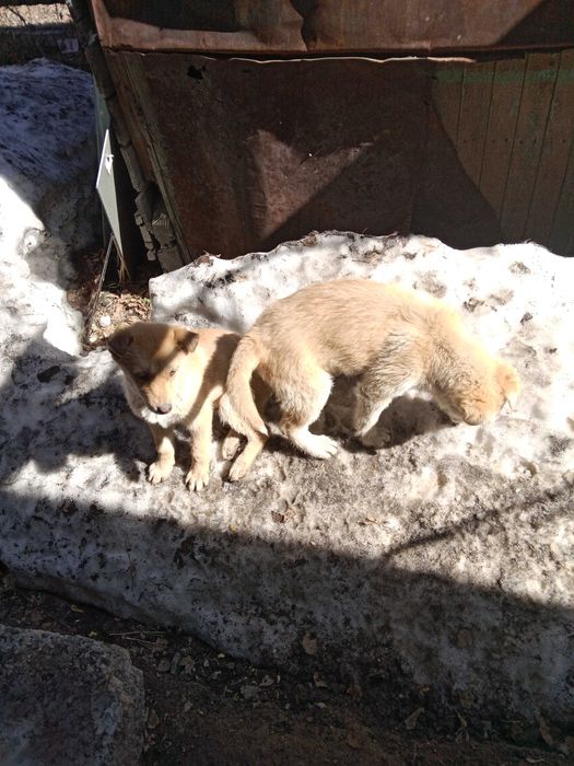 Отдам даром щенков