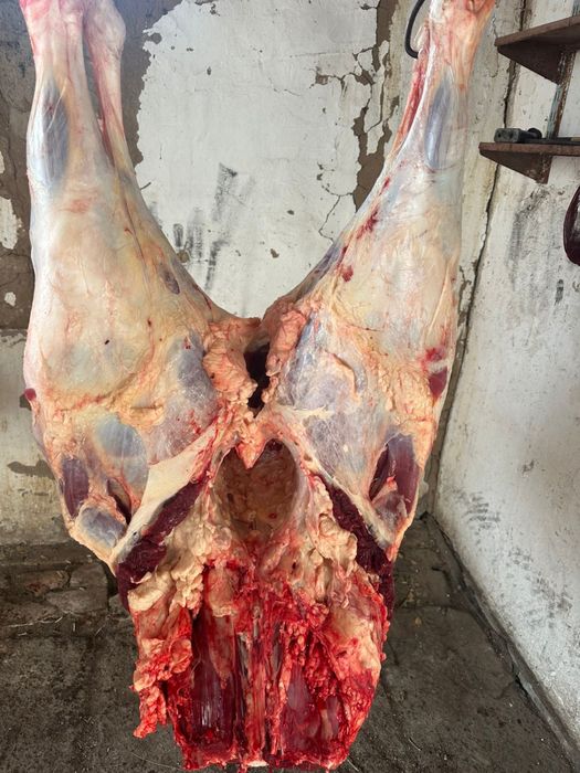 Продам соғым  тайынша