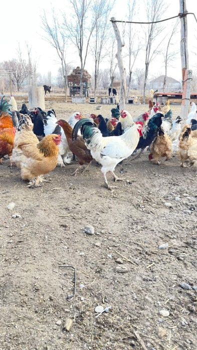 Үй тауықтары сатылады