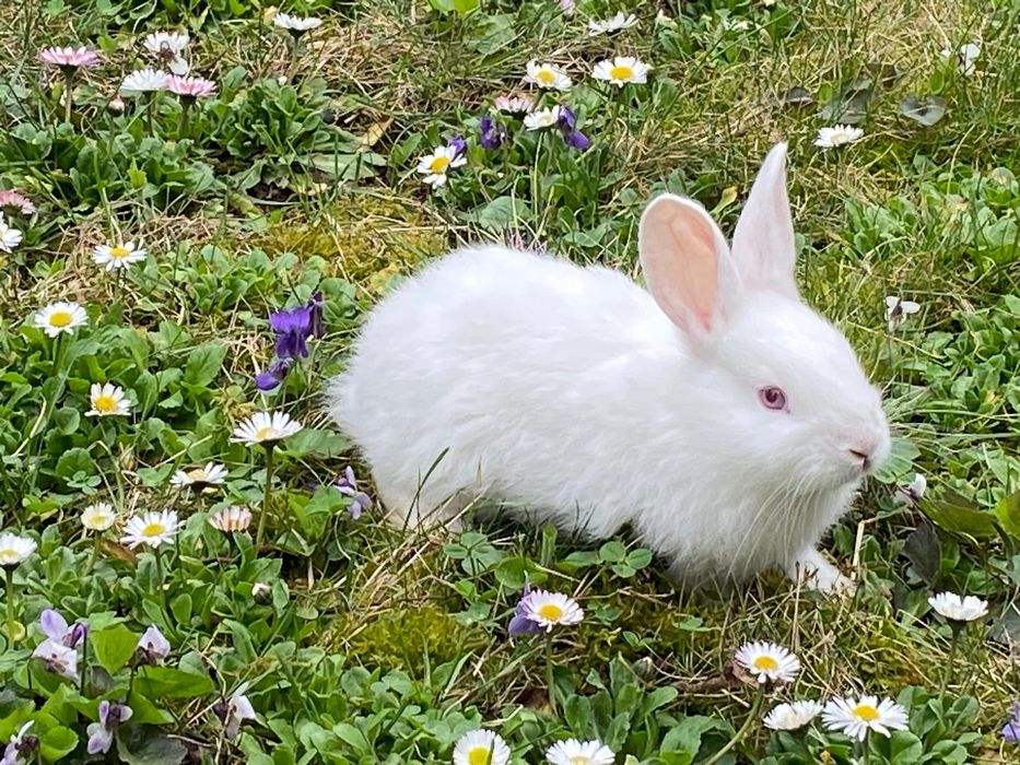 Pui de iepurasi albi