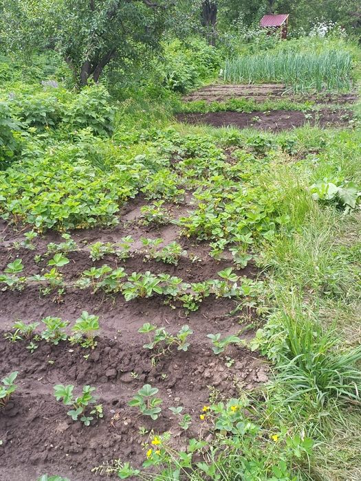 Продам дачу в г.Текели