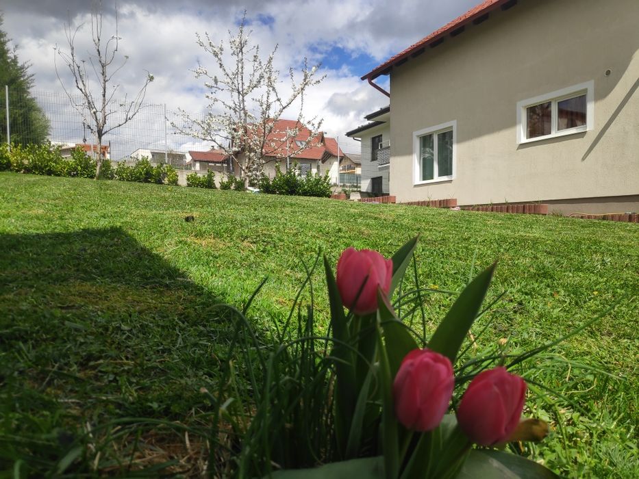 Curatare, întreținere gradini, taiete copaci, defrisari, tocare crengi