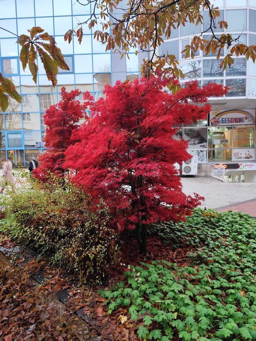 Японски клен - Ацер Студоустойчив Налични 5 вида