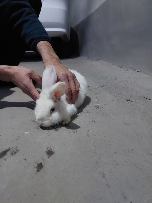 quyon bolasi sotiladi qo‘lga o‘rgangan