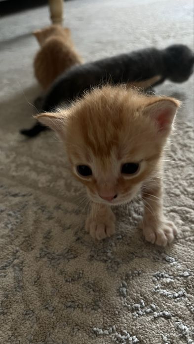 Отдам даром котят