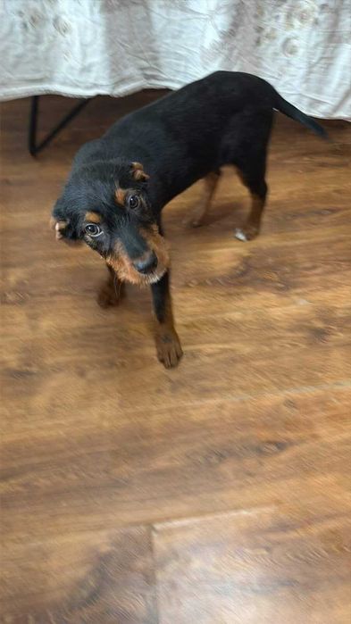 Куче Ягдтериер (Германски ловен териер)