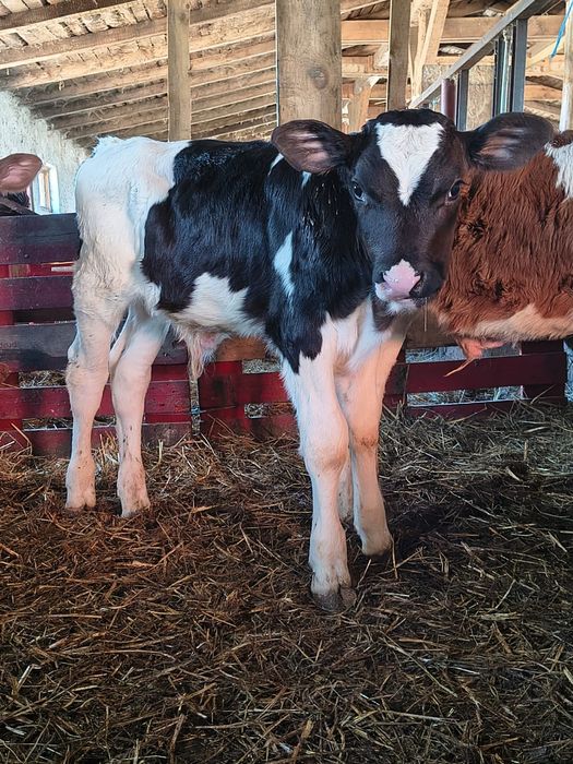 Vând vițel bălțat pe negru