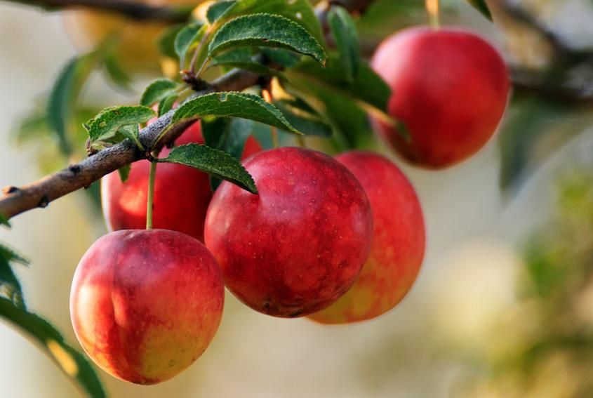 Pomi fructiferi clasici soiuri de nectarin