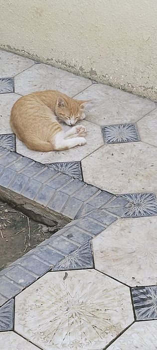 Продаю котят  3 месяца приучены к лотку