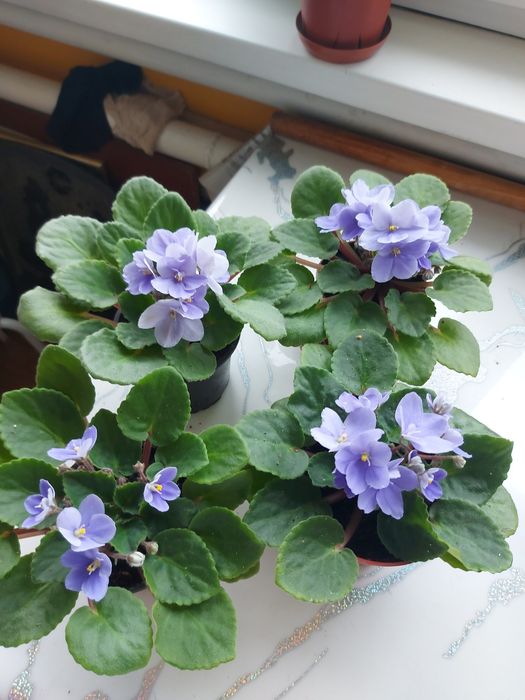 Комнатные цветы фиалки   Шымкент