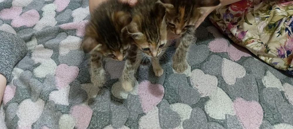 Котята мышеловки