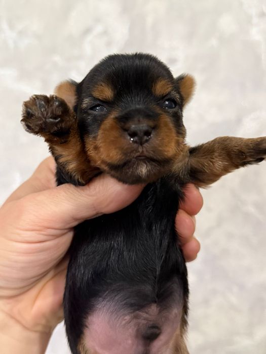 Йоркширский терьеры щенки