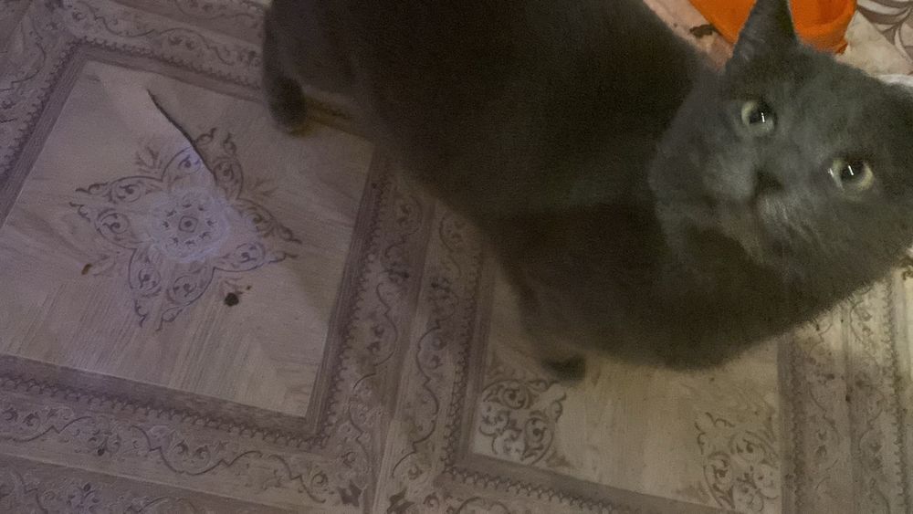 Кошки бесплатно в добрые руки