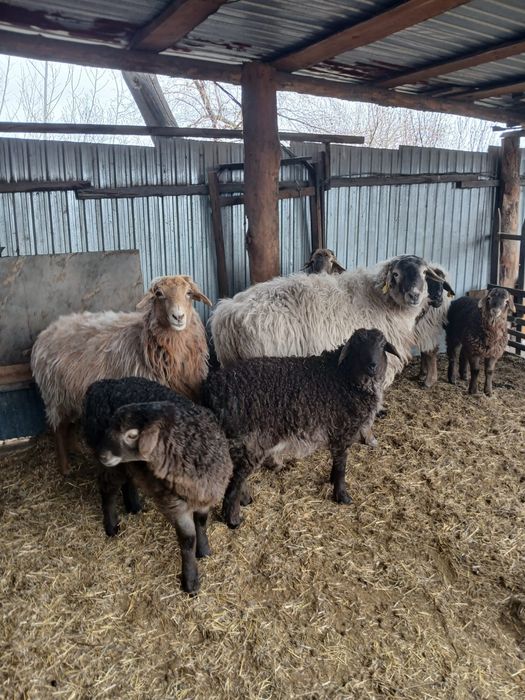 Козылы койлар сатылады