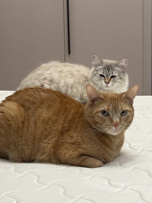 Кот в добрые руки