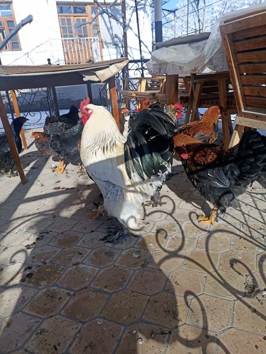 Питух хороз.   .