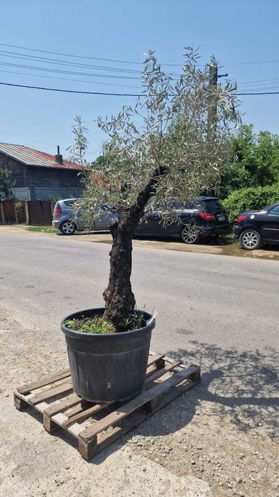 Vand maslini ( olea europaea ) maslini seculari