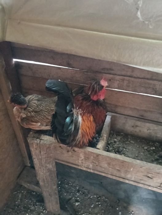 Gainute credli tineret