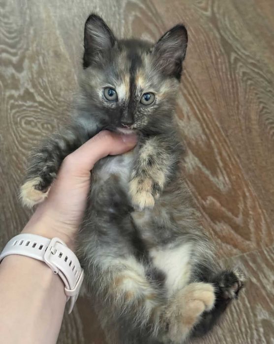 Котята в хорошие добрые руки