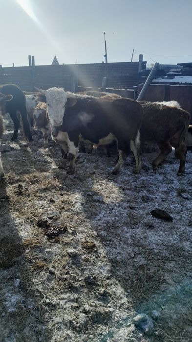 Продам жирное мясо говядины бычки 3500