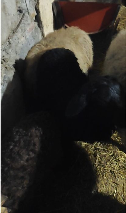 қойлар сатылады 15 бас