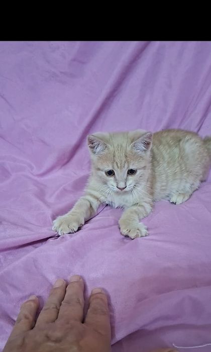Персиковая девочка котенок Перси в добрые руки!
