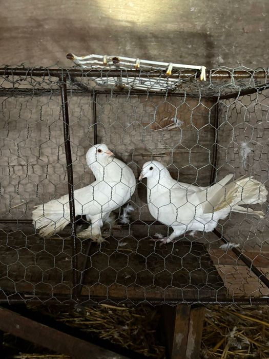 Vând porumbei diferite rase